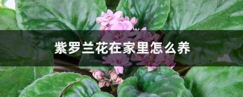 紫罗兰花在家里怎么养